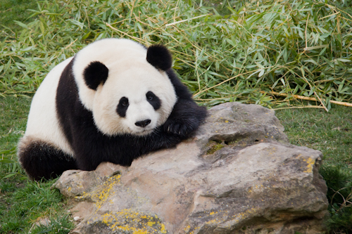Panda-beauval-2015-03-5
