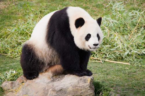 Panda-beauval-2015-03-6