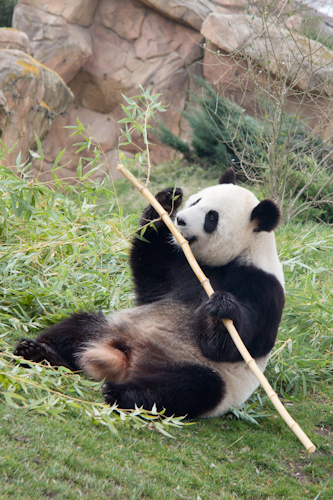Panda-beauval-2015-03-7