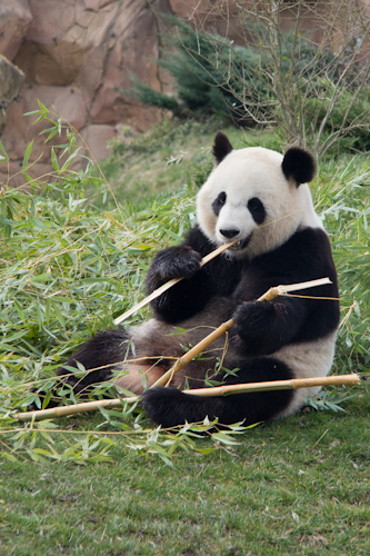 Panda-beauval-2015-03-8