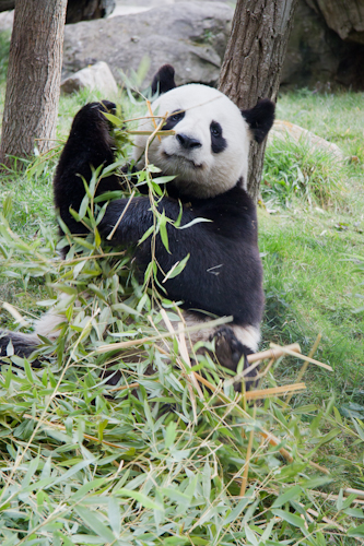 Panda-beauval-2015-03-9